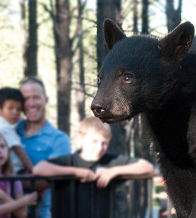 Bearizona Wildlife Park