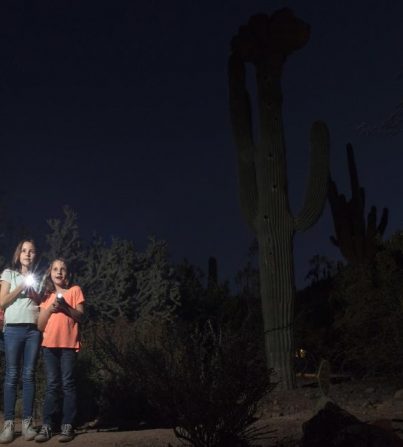 Desert Botanical Garden