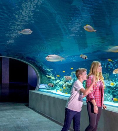 OdySea Aquarium