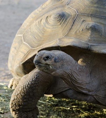 Phoenix Zoo - Arizona Center for Nature Conservation